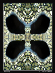 "Kaleidoclams". by Bea & Stef Primatesta 